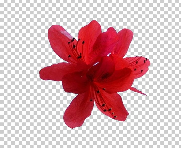 U6620u5c71u7d05 Flower Bouquet Azalea PNG, Clipart, Azalea, Bouquet, Flower, Flower Bouquet, Flowering Plant Free PNG Download