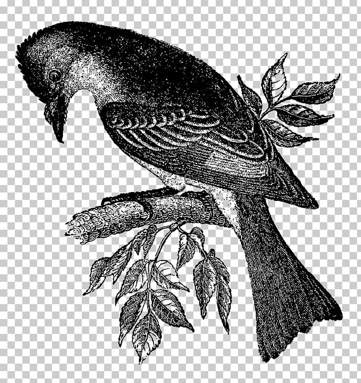 Bird Drawing Black And White PNG, Clipart, Animals, Art, Beak, Bird, Bird Nest Free PNG Download