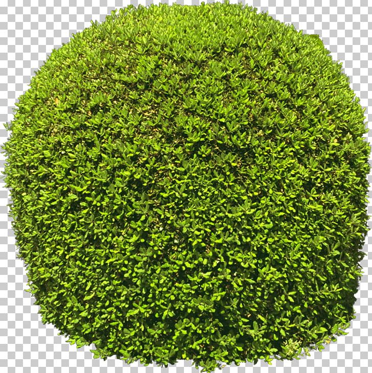 Tree Dakou National Forest Park Weeping Willow PNG, Clipart, Bushes, Evergreen, Forest, Forest Park, Fukei Free PNG Download