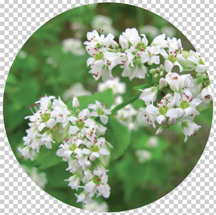 Buckwheat Kinchakuda Common Wheat Cover Crop Plant PNG, Clipart, Beneficial Insects, Blossom, Branch, Buckwheat, Buckwheat Pancake Free PNG Download