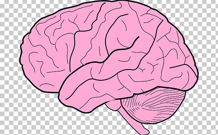 Human Brain Drawing Free Content PNG, Clipart, Area, Brain, Brain Cliparts, Clip Art, Color Free PNG Download