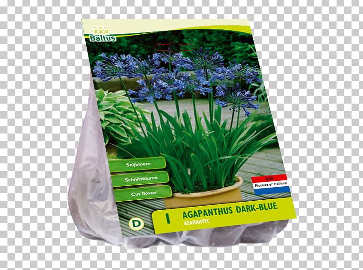 Lily Of The Nile Willemse-France Blue Aquarium Grasses PNG, Clipart, Agapanthus, Aquarium, Aquarium Decor, Blue, Grass Free PNG Download