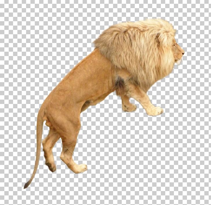 Lion Dog Breed PNG, Clipart, Animal, Animals, Big Cat, Big Cats, Breed Free PNG Download
