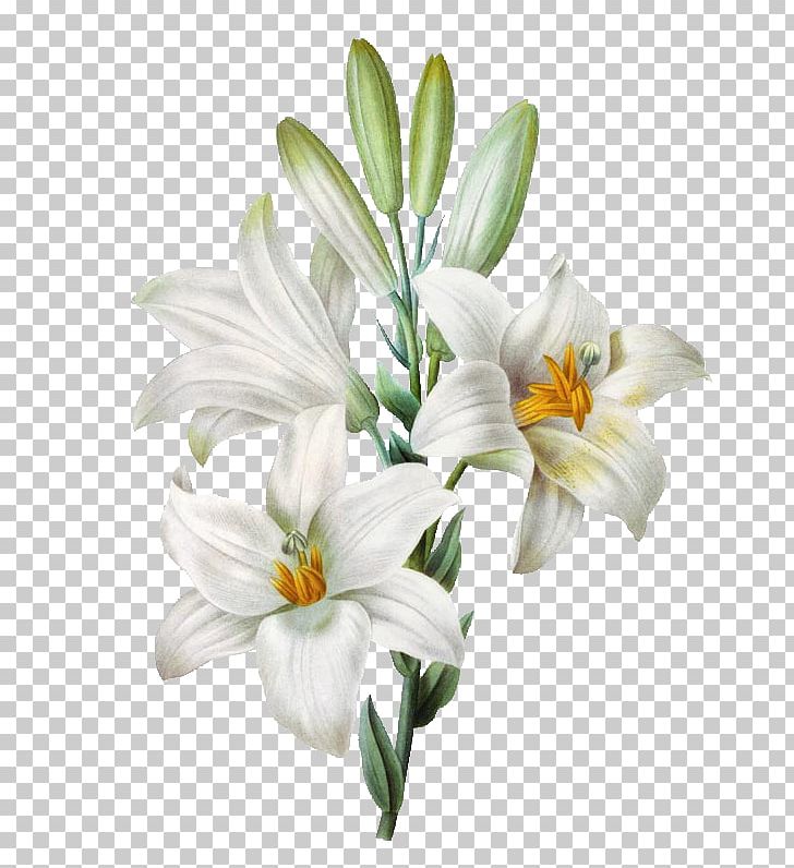 Madonna Lily Easter Lily Watercolor Painting Flower PNG, Clipart, Arumlily, Botanical Illustration, Cut Flowers, Drawing, Easter Lily Free PNG Download