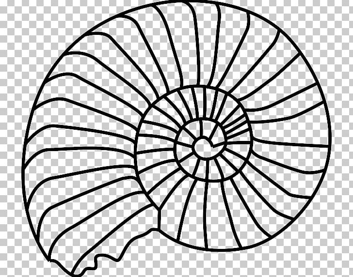 Open Seashell Gastropod Shell Graphics PNG, Clipart, Animals, Area, Circle, Conch, Contour Drawing Free PNG Download