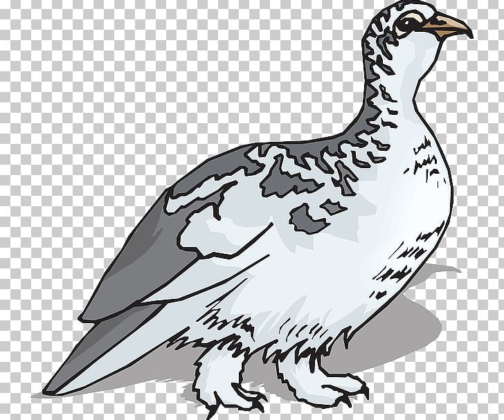 Rock Ptarmigan Bird Willow Ptarmigan PNG, Clipart, Animal Figure, Animals, Artwork, Beak, Bird Free PNG Download