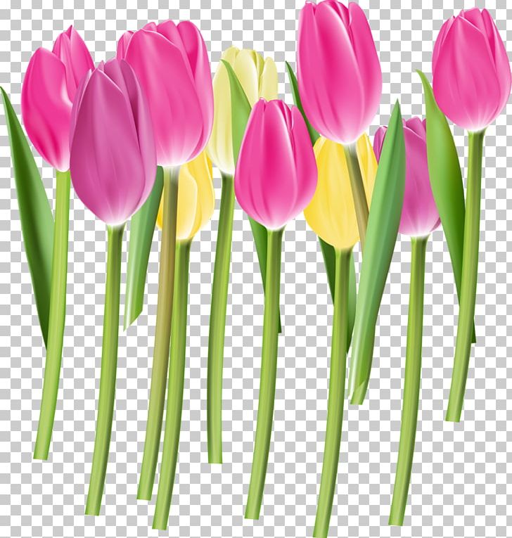 Tulip Euclidean Flower Color Pink PNG, Clipart, Bud, Buds, Colorfulness, Cut Flowers, Floristry Free PNG Download