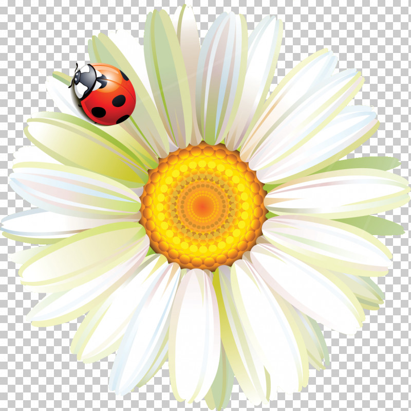 Marguerite Gerbera Daisy PNG, Clipart, Autumn Flower, Chelidonium, Daisy, Early Childhood Professional, Education Free PNG Download