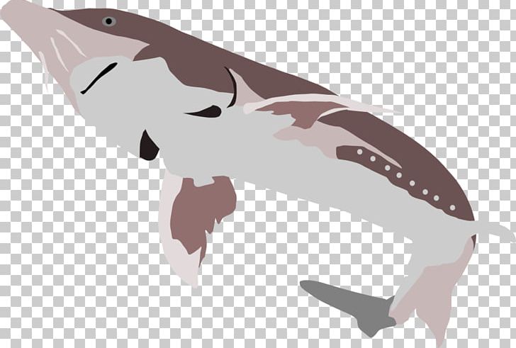 Beluga Caviar White Sturgeon Tyrannosaurus Shark PNG, Clipart, Beluga, Beluga Caviar, Beluga Whale, Cartilaginous Fish, Dinosaur Free PNG Download