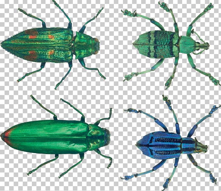 Beetle Transparency And Translucency PNG, Clipart, Animals, Arthropod, Beetle, Computer Icons, Download Free PNG Download