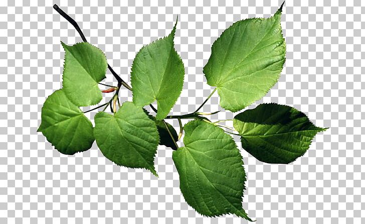 Branch Leaf Lindens Tree Plant Stem PNG, Clipart, Branch, Color, Cottonwood, Flower Bouquet, Green Free PNG Download