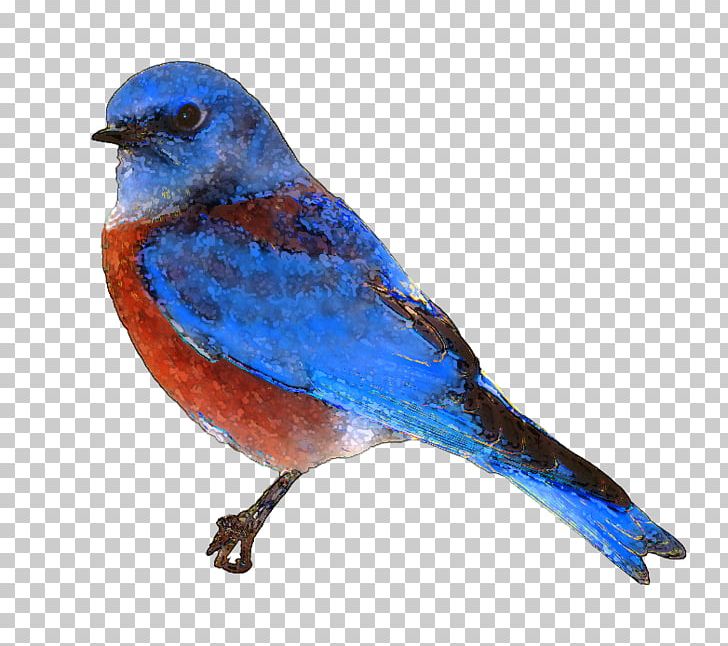 Eastern Bluebird PNG, Clipart, Beak, Bird, Blog, Bluebird, Blue Bird Clipart Free PNG Download
