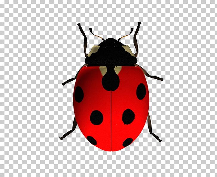 Ladybird Beetle The Ladybug PNG, Clipart, Animal, Arthropod, Beetle, Doctor Who, Download Free PNG Download