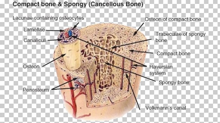 Long Bone Compact Bot Osteon Human Skeleton PNG, Clipart, Anatomy, Bone, Bone Marrow, Connective Tissue, Human Body Free PNG Download