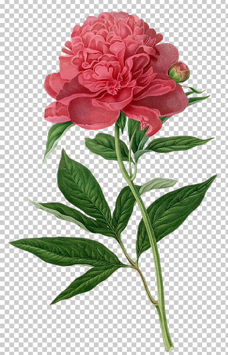 Peony Botanical Illustration Botany Printmaking Printing PNG, Clipart, Bloom, Flower, Flower Arranging, Flowers, Hand Free PNG Download