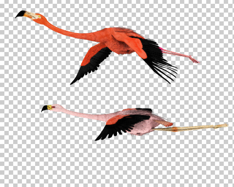 Feather PNG, Clipart, Beak, Bird, Feather, Flamingo, Stork Free PNG Download