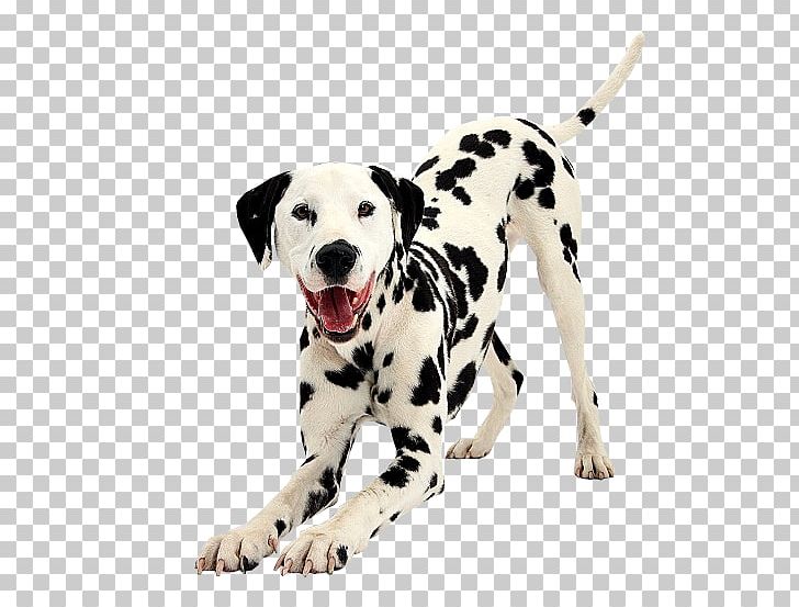 Dalmatian Dog Puppy Dog Breed Bulldog Companion Dog PNG, Clipart, Animals, Arama, Breed, Bulldog, Cari Free PNG Download