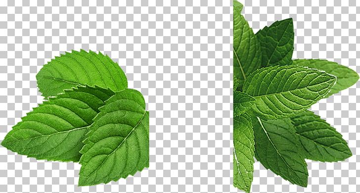 Peppermint Mojito Electronic Cigarette Aerosol And Liquid Menthol Flavor PNG, Clipart, Extract, Flavor, Herb, Herbalism, Leaf Free PNG Download