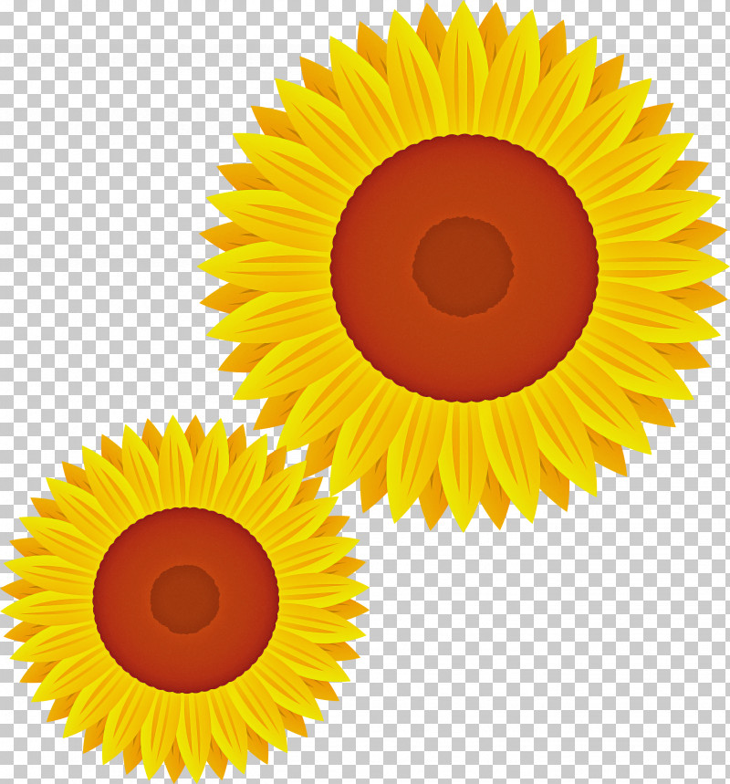 Sunflower PNG, Clipart, Cartoon, Circle, Flower, Plant, Sunflower Free PNG Download