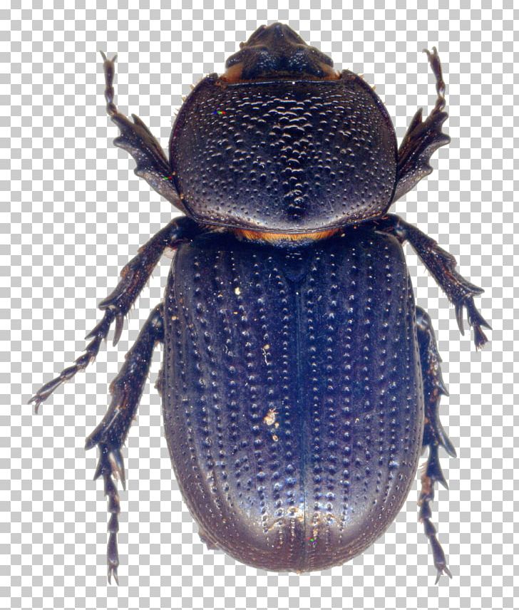 Dung Beetle Weevil Scarab Terrestrial Animal PNG, Clipart, Animal, Animals, Arthropod, Beetle, Dung Beetle Free PNG Download