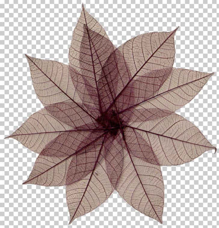 Pressed Flower Craft Leaf PNG, Clipart, Asianfanfics, Bone, Drawing, Drying, Fantasy Free PNG Download
