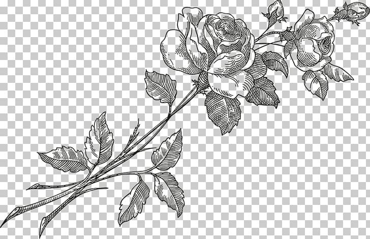 Rose Flower PNG, Clipart, Artwork, Black And White, Branch, Drawing, Fictional Character Free PNG Download