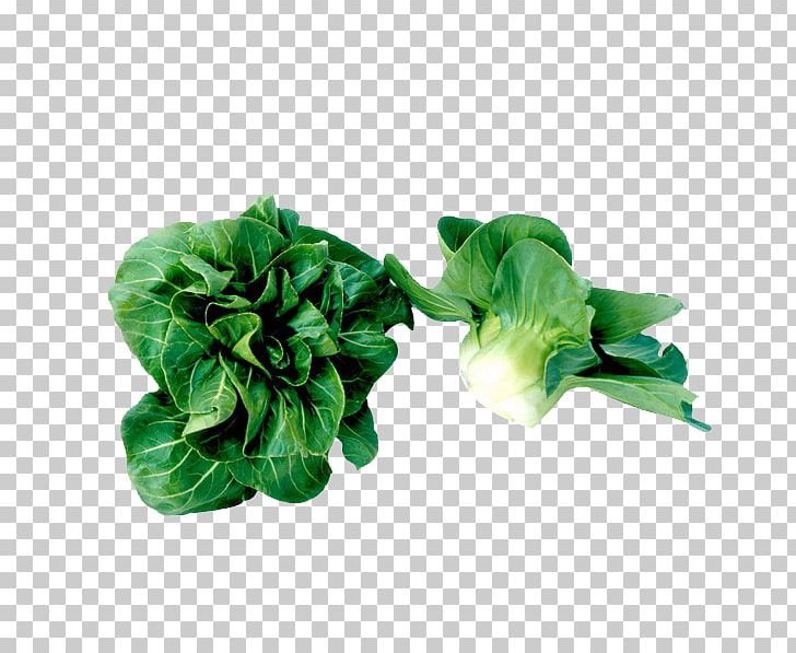 Soybean Sprout Vegetable Mung Bean Sprout Food Bok Choy PNG, Clipart, Bean, Bok Choy, Cabbage, Chinese, Explosion Effect Material Free PNG Download