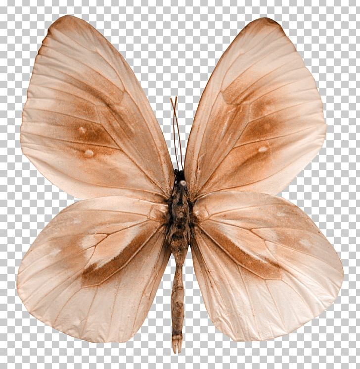 Butterfly Moth PNG, Clipart, Aesthetics, Arthropod, Beautiful Girl, Beauty, Beauty Salon Free PNG Download