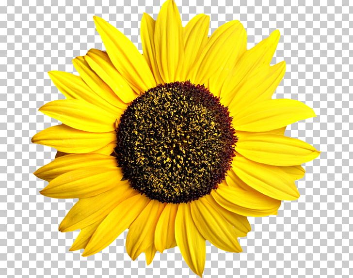 Common Sunflower Sunflower Seed PNG, Clipart, Aroma, Aycicegi, Aycicegi Resimleri, Black And White, Common Sunflower Free PNG Download