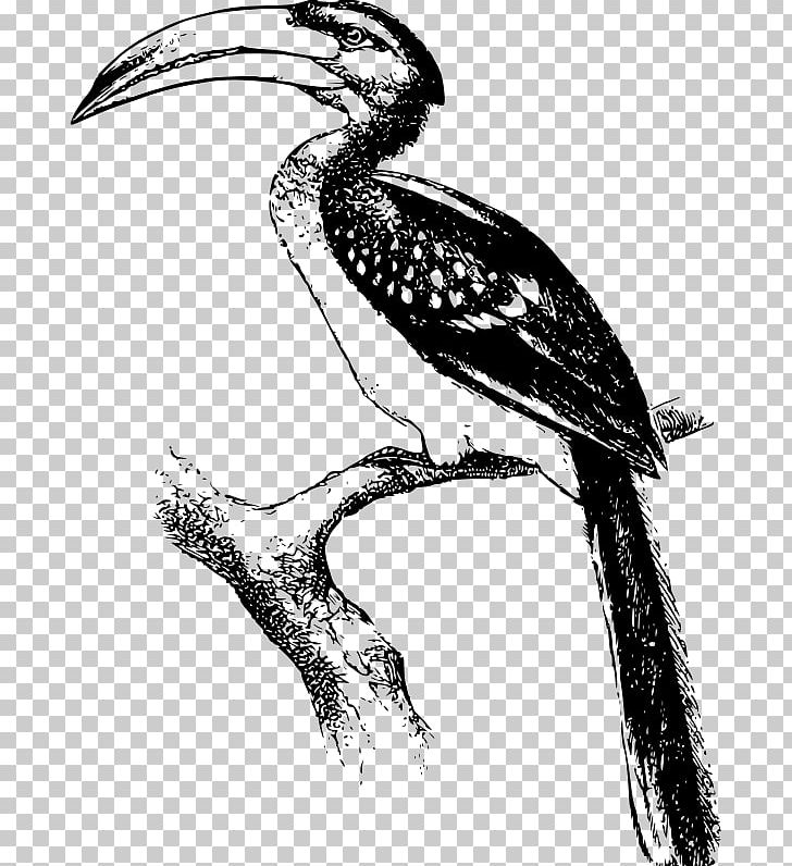 Hornbill PNG, Clipart, African Grey Hornbill, Animal, Beak, Bird, Bird Of Prey Free PNG Download