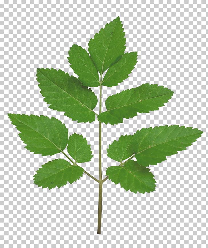 Leaf Plant Stem Branch Tree PNG, Clipart, Branch, Fern, Flora, Herb, Herbalism Free PNG Download