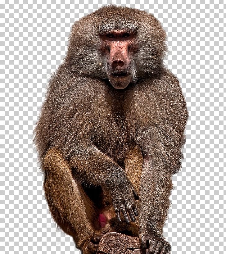 Macaque Golubitskaya Adobe Photoshop Baboons Plug-in PNG, Clipart, Animal, Baboon, Baboons, Freeform Select, Fur Free PNG Download