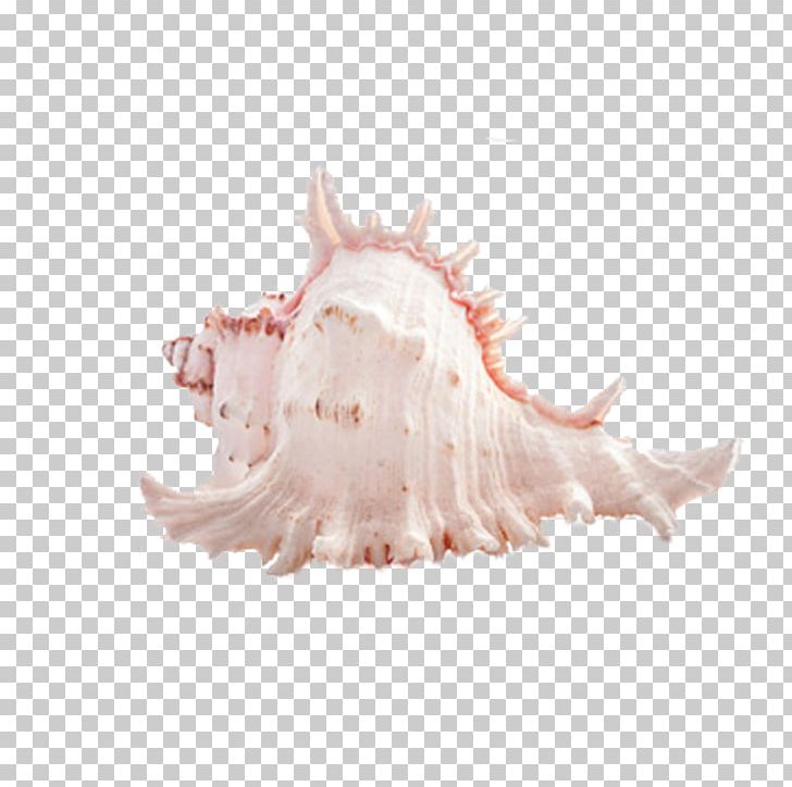 Seashell Photography PNG, Clipart, Animal, Animal Pictures, Conch, Conch Shell, Cosmetics Free PNG Download