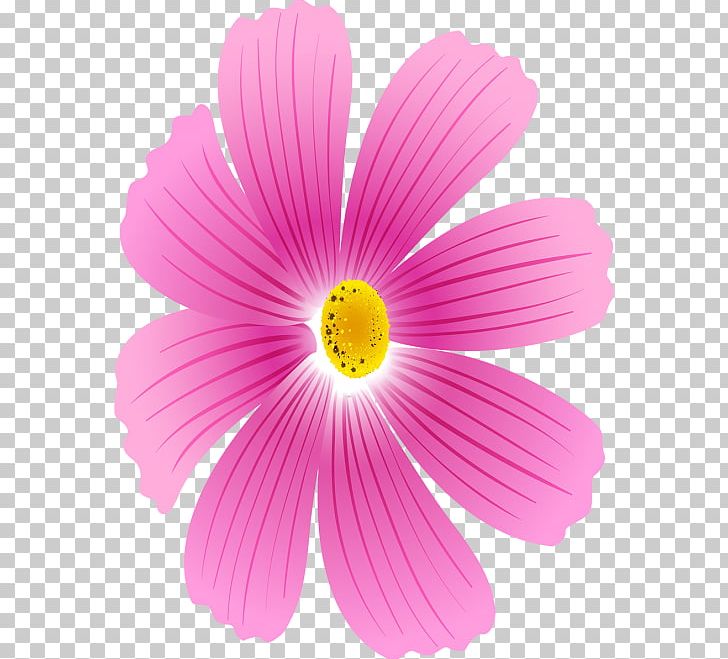 Garden Cosmos Annual Plant Magenta Herbaceous Plant Close-up PNG, Clipart, Annual Plant, Closeup, Cosmos, Daisy Family, Flower Free PNG Download