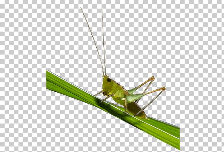 Grasshopper Caelifera Locust PNG, Clipart, Animals, Caelifera, Cricket, Cricket Like Insect, Download Free PNG Download