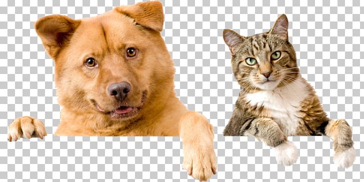 Kindness Animal Hospital Dog Pet Sitting Cat PNG, Clipart, Animal, Animals, Assortimento, Cat, Cat Like Mammal Free PNG Download