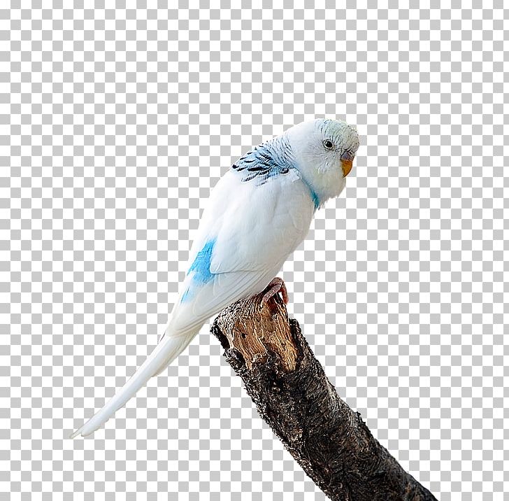 Budgerigar Lovebird T-shirt Parakeet PNG, Clipart, Animals, Ave, Beak, Bird, Budgerigar Free PNG Download