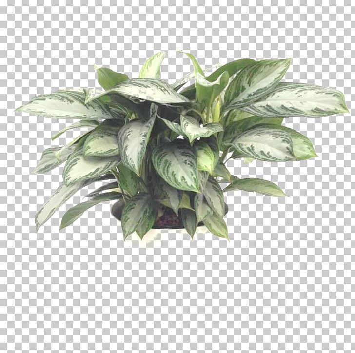Chinese Evergreen Houseplant Aglaonema Modestum Leaf PNG, Clipart, Aglaonema, Bay, Blog, Chinese Evergreen, Chinese Evergreens Free PNG Download