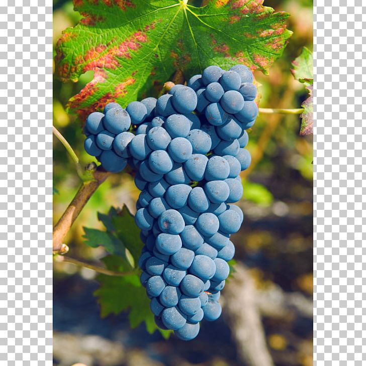 Grape Rouge Du Pays Petite Arvine Canton Of Valais Pinot Noir PNG, Clipart,  Free PNG Download