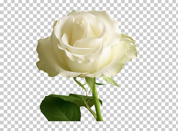 Rose Open White PNG, Clipart, Beyaz Gul, Bud, Cicek Gul, Color, Cut Flowers Free PNG Download