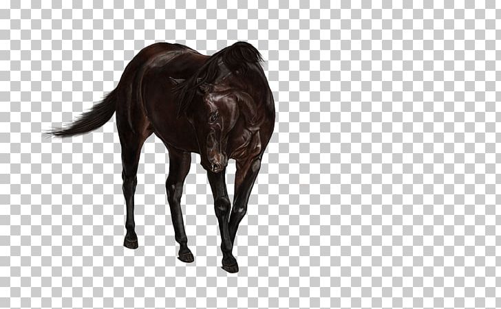 American Paint Horse Stallion Mare Pony Mustang PNG, Clipart, American Paint Horse, Equestrian, Foal, Horse, Horse Like Mammal Free PNG Download