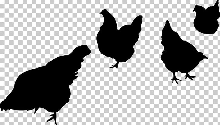 Chicken Silhouette PNG, Clipart, Animals, Beak, Bird, Black And White, Chicken Free PNG Download