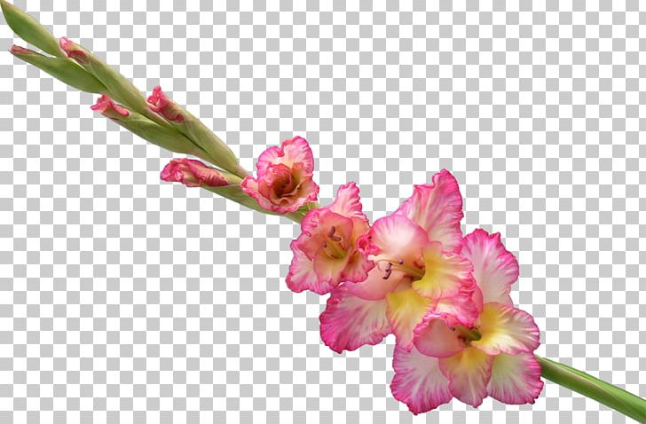 Gladiolus Flower Bouquet PNG, Clipart, Blossom, Branch, Bud, Clip Art, Cut Flowers Free PNG Download