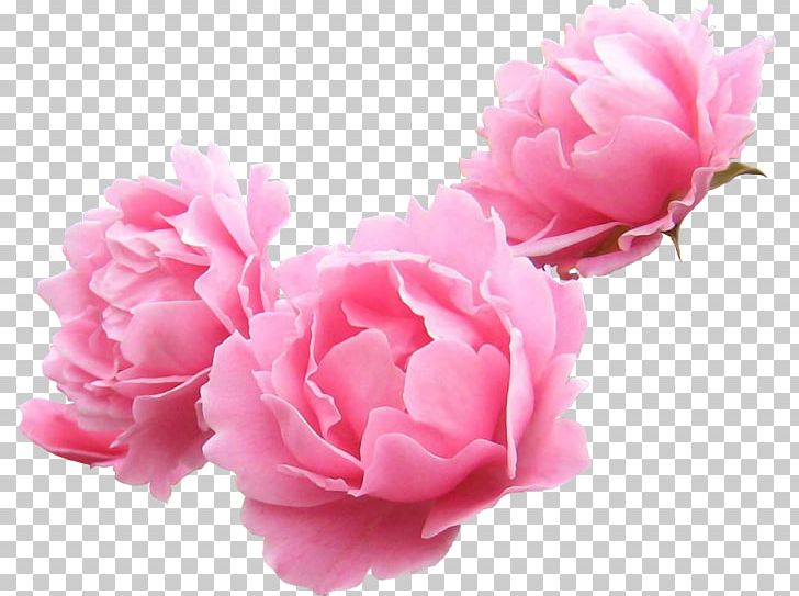 Peony PNG, Clipart, Avatan, Avatan Plus, Blog, Carnation, Computer Network Free PNG Download