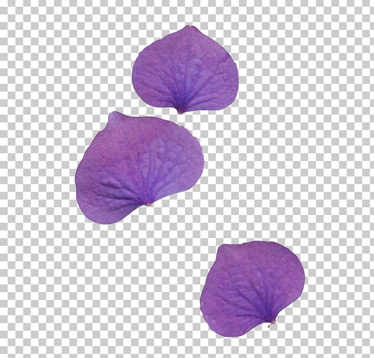 Petal Flower Leaf PNG, Clipart, Blue, Cicek Resimleri, Digital Image, Display Resolution, Flower Free PNG Download