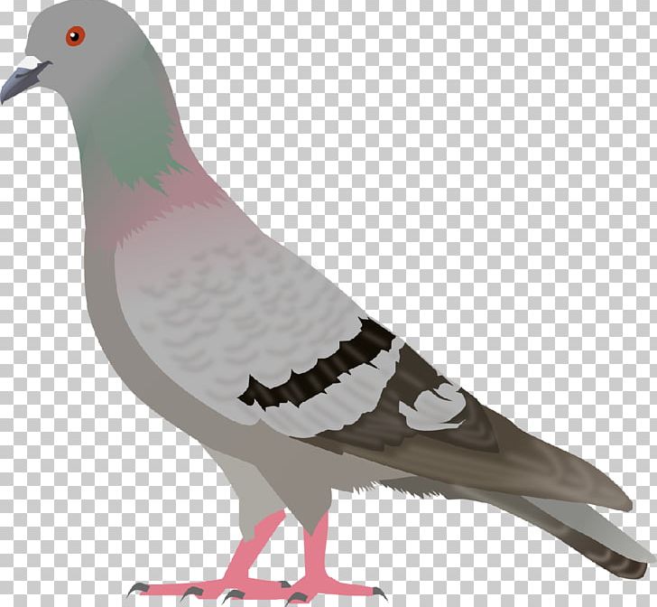 Pigeon PNG, Clipart, Pigeon Free PNG Download
