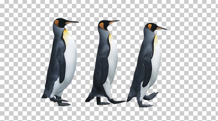 The Penguin Book: Birds In Suits Antarctica Emperor Penguin PNG, Clipart, Animals, Antarctic, Antarctica, Arctic, Beak Free PNG Download
