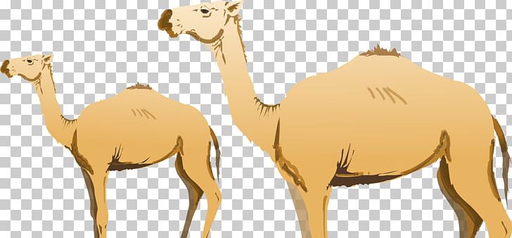 Dromedary Bactrian Camel Ijoukak PNG, Clipart, Animal, Animals, Arabian Camel, Camel, Camel Like Mammal Free PNG Download