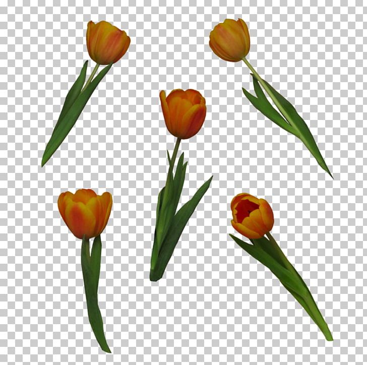 Tulip Flower PNG, Clipart, Cut Flowers, Deviantart, Download, Flower, Flowering Plant Free PNG Download