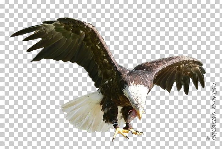 Bald Eagle Buzzard Hawk Vulture PNG, Clipart, Accipitriformes, Animals, Bald Eagle, Beak, Bird Free PNG Download